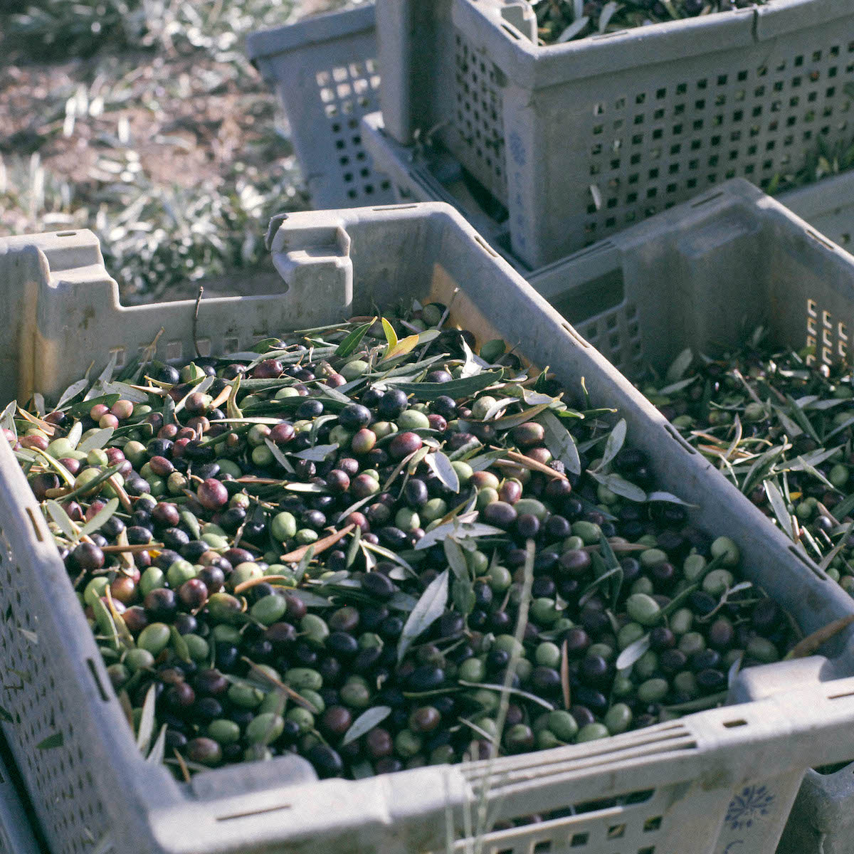 Huile d'olive Ferreira